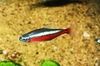 Cardinal tetra (Paracheirodon axelrodi)