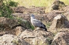 African harrier-hawk (Polyboroides typus)