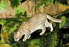 Geoffroy's cat (Felis geoffroyi)