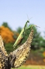 European praying mantis (Mantis religiosa)