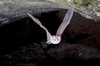 Mediterranean horseshoe bat (Rhinolophus euryale)