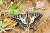 European swallowtail (Papilio machaon)