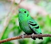 Lesser green broadbill (Calyptomena viridis)