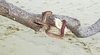 Andaman pit viper (Trimeresurus andersonii)