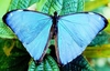 Brazilian morpho (Morpho aega)