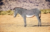Grévy's zebra (Equus grevyi)