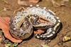 Borneo python (Python breitensteini)
