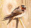 Cliff swallow (Petrochelidon pyrrhonota)