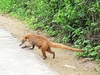 South American coati (Nasua nasua)