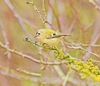 Goldcrest