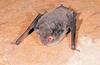 Southern myotis (Myotis macropus)