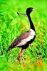 Lesser florican (Sypheotides indicus)