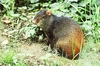Red-rumped agouti (Dasyprocta leporina)