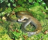 Montpellier snake (Malpolon monspessulanus)