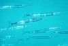 Southern garfish (Hyporhamphus melanochir)