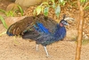 Congo peafowl (Afropavo congensis)
