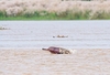 Ganges dolphin (Platanista gangetica)