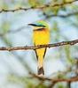 Blue-breasted bee-eater (Merops variegatus)