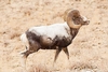 Argali (Ovis ammon)