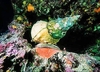 Knobbed triton (Charonia lampas)