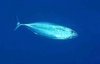 Little tunny (Euthynnus alletteratus)