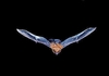 Common noctule bat (Nyctalus noctula)
