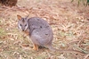 Tammar wallaby (Macropus eugenii)