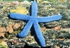 Blue sea star (Linckia laevigata)