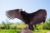 Andean condor (Vultur gryphus)