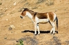 Kiang (Equus kiang)