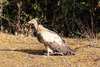 Himalayan vulture (Gyps himalayensis)