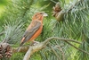 Scottish crossbill (Loxia scoticus)
