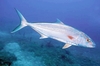 Greater amberjack (Seriola dumerili)