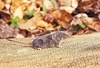 Masked shrew (Sorex cinereus)
