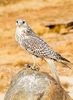 Gyrfalcon (Falco rusticolus)