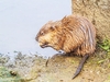 Muskrat (Ondatra zibethicus)