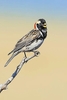 Lapland longspur (Calcarius lapponicus)