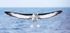 Buller's albatross (Thalassarche bulleri)
