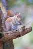 Eastern grey squirrel (Sciurus carolinensis)