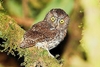 Mindanao scops owl (Otus mirus)