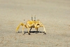 Tufted ghost crab (Ocypode cursor)
