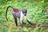 Diana monkey (Cercopithecus diana)