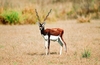 Blackbuck (Antilope cervicapra)