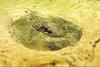 Paraná River stingray (Potamotrygon schuhmacheri)