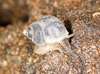 Faucet snail (Bithynia tentaculata)