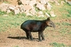 Mountain tapir (Tapirus pinchaque)