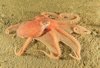 Smoothskin octopus (Muusoctopus leioderma)