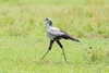 Secretary bird