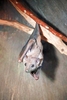 Egyptian rousette (Rousettus aegyptiacus)