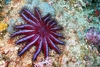 Crown-of-thorns starfish (Acanthaster planci)